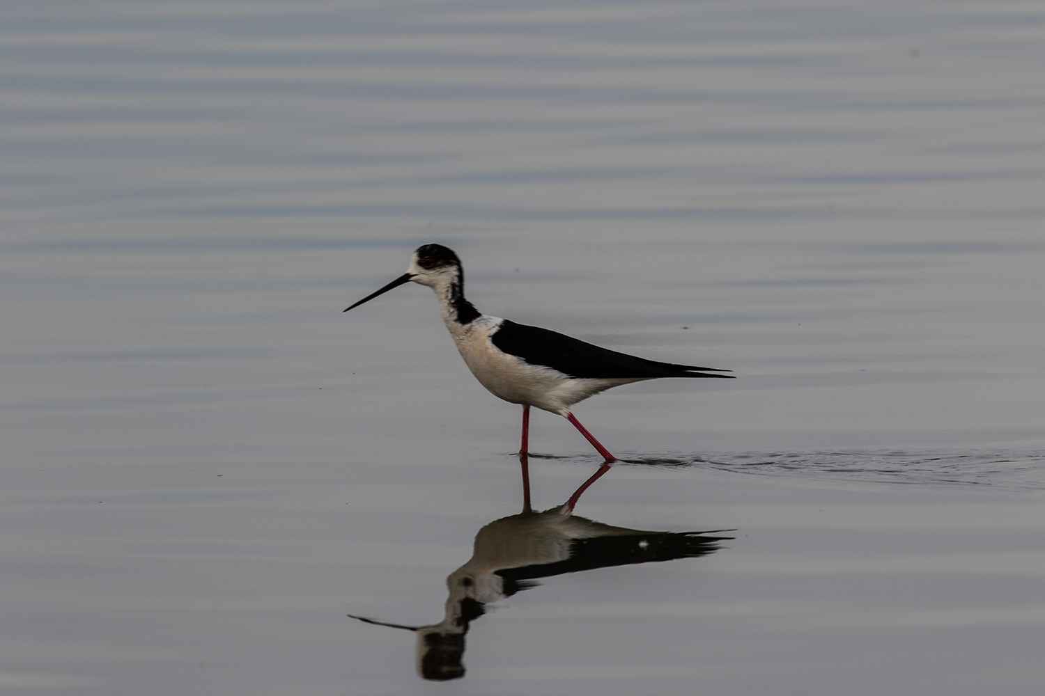 Black-winged Stilt